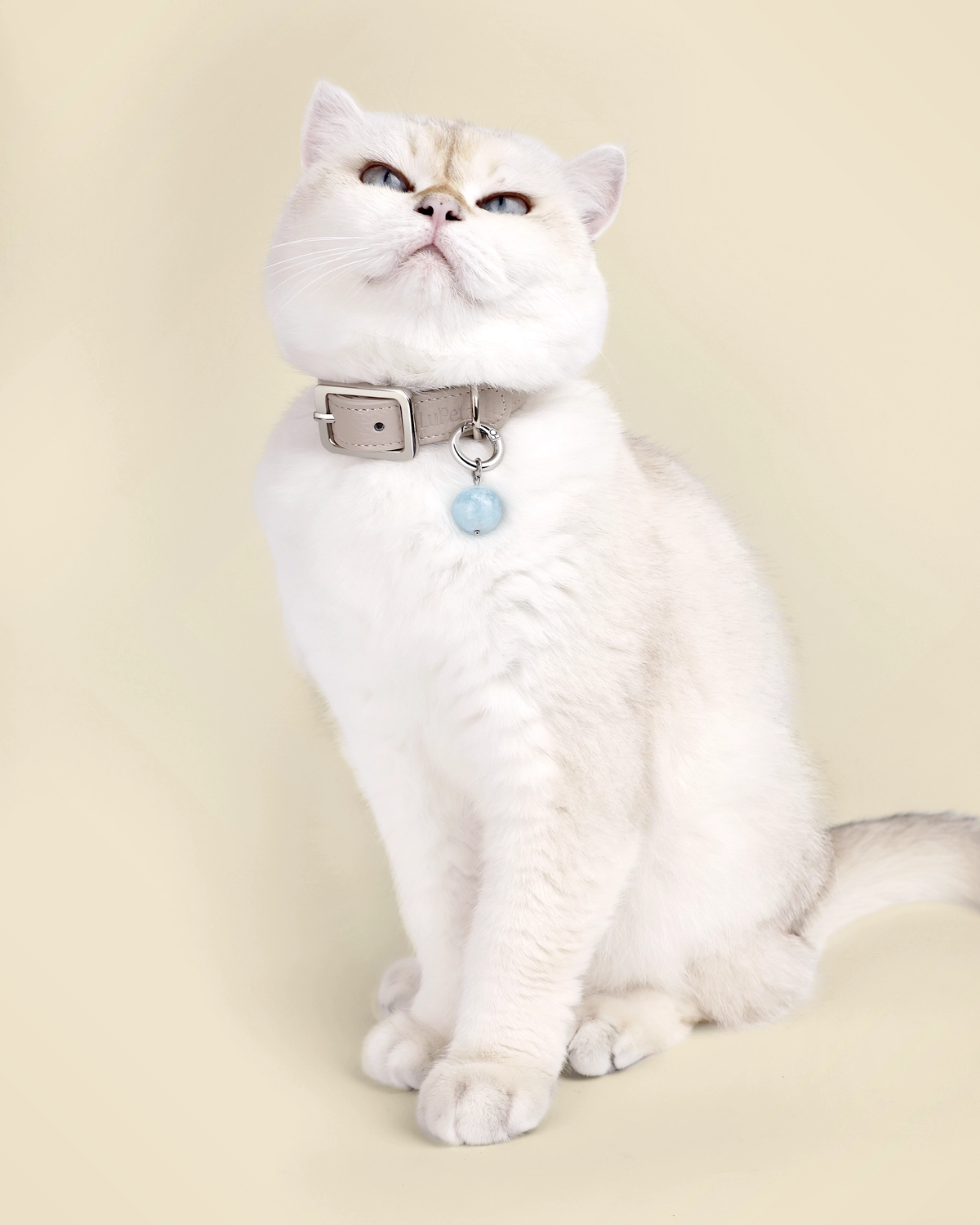 White British Shorthair cat in a taupe LuKra collar with an aquamarine stone