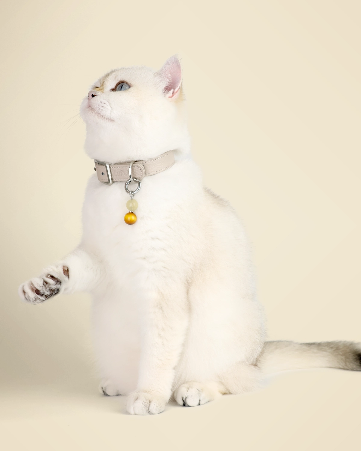 White cat raising a paw, wearing a taupe LuKra collar with a LuStar charm
