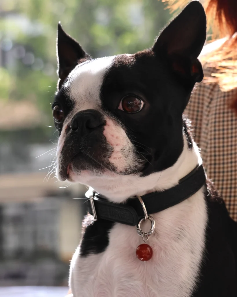 Boston terrier in a black leather LuKra collar with a red agate stone