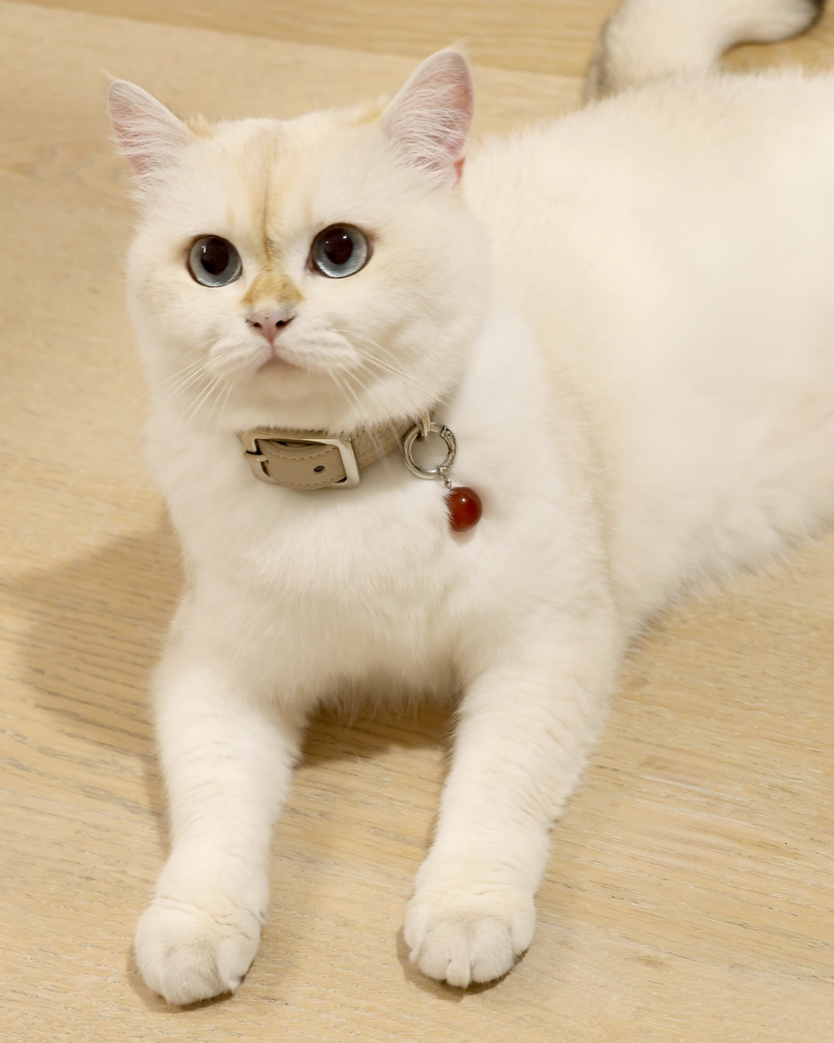 White cat lying on a wooden floor wearing a slim taupe leather collar with a small red stone charm.