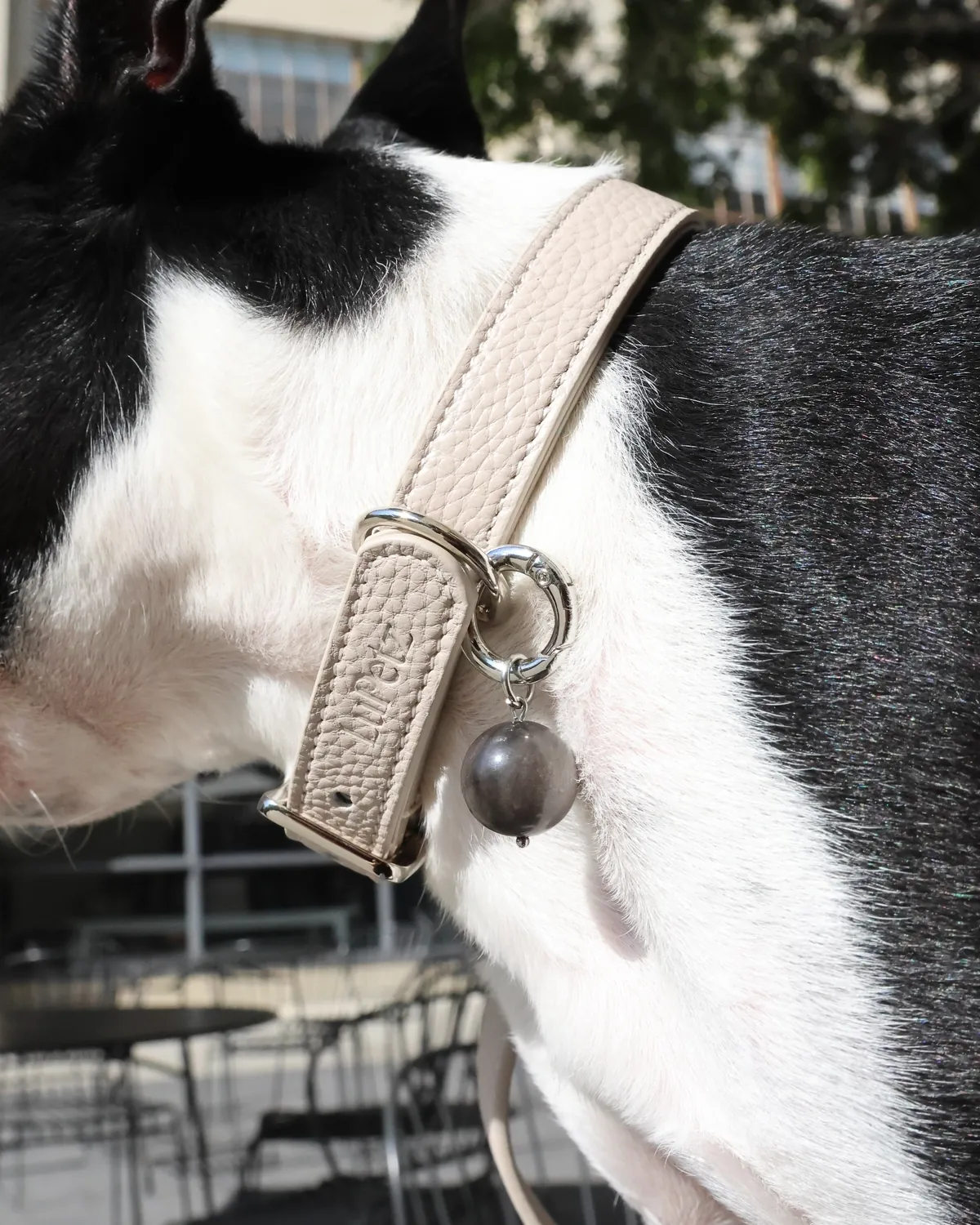 Close-up of a taupe leather LuKra collar with an obsidian stone on a Boston terrier