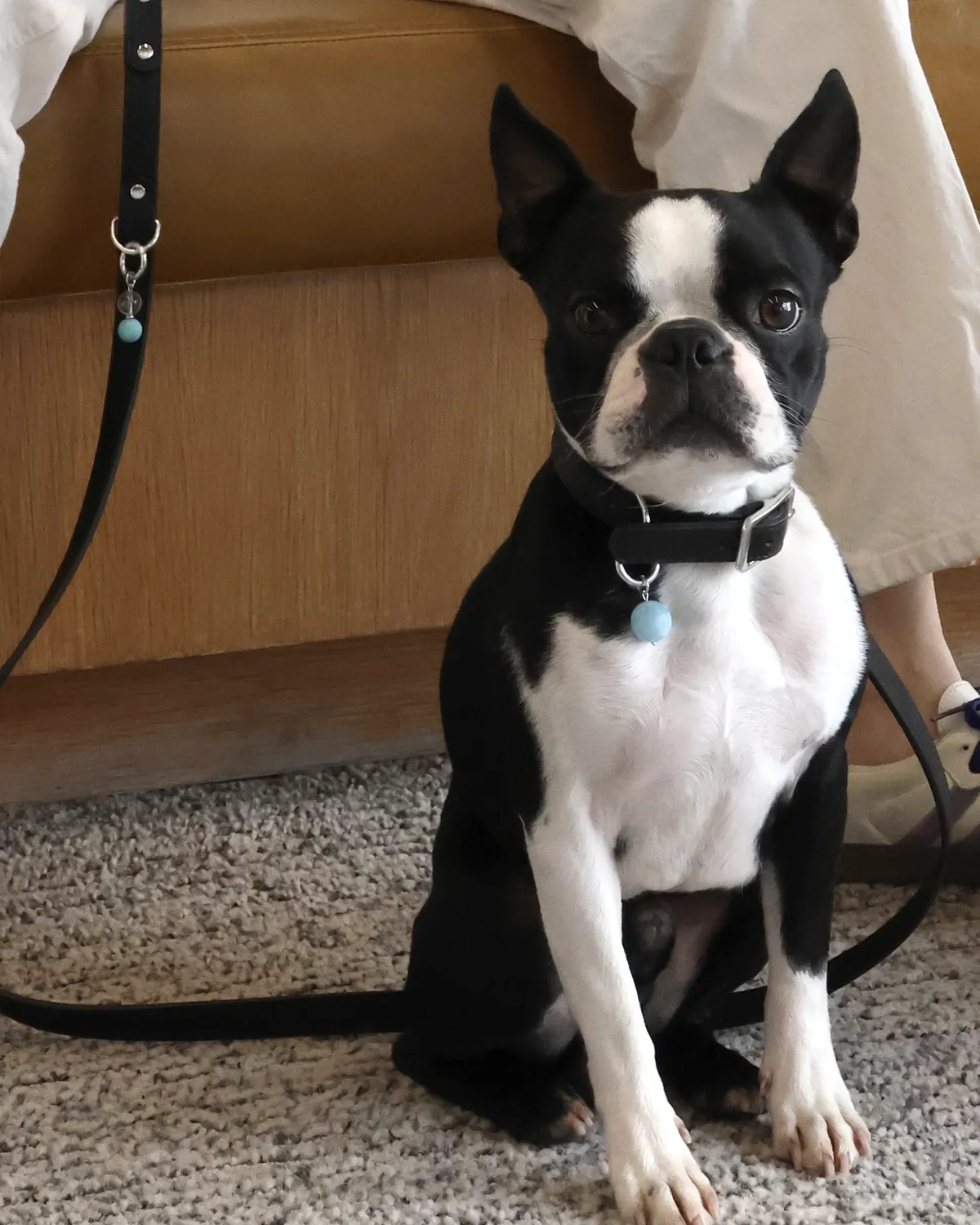 Boston terrier sitting indoors in a black LuKra collar with an aquamarine stone