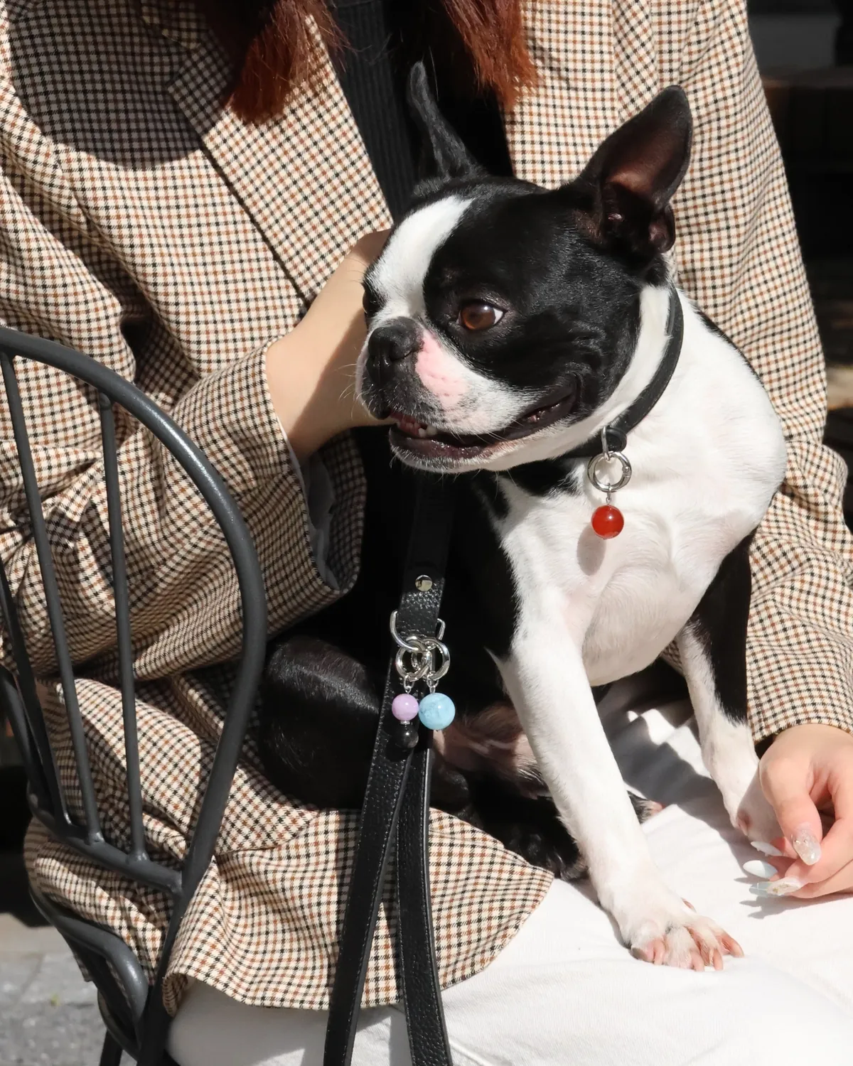 Boston terrier on a lap in a black leather collar with a red agate stone