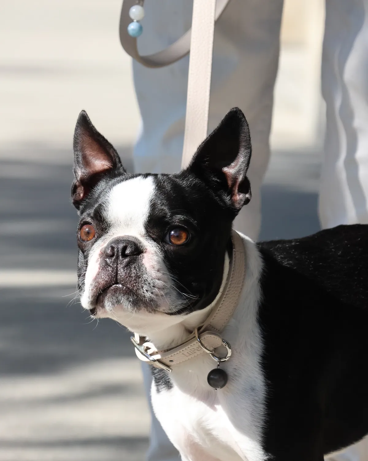 Boston terrier in a taupe LuKra collar with an obsidian stone