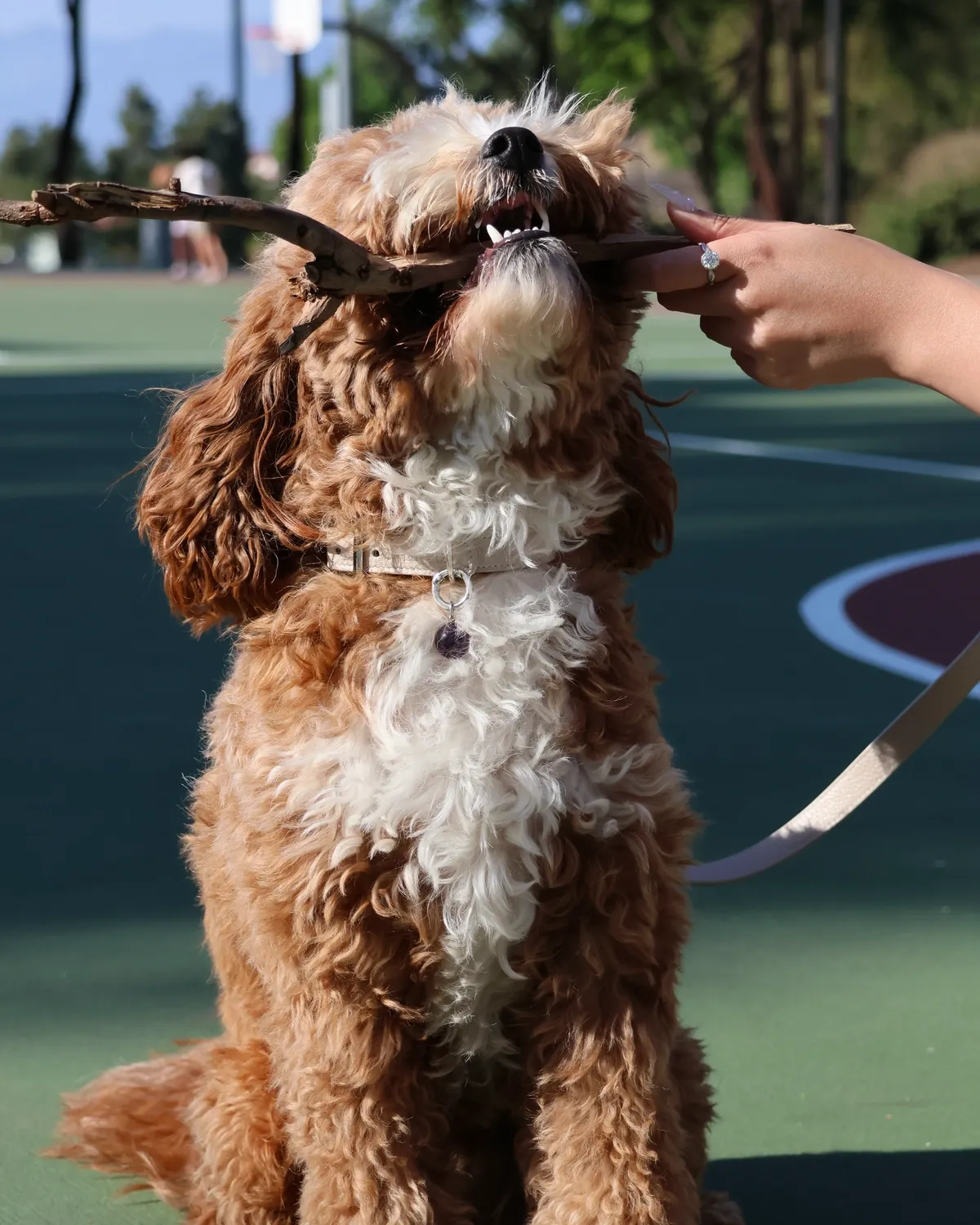 Brown doodle chewing a stick in a taupe LuKra collar and leash