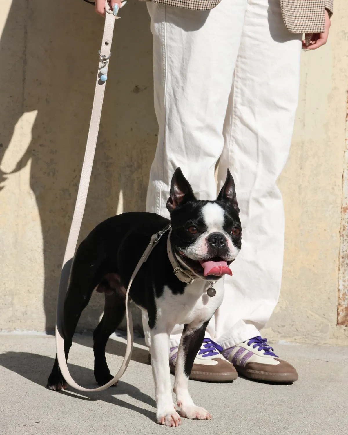 Boston terrier on a taupe LuKra collar and leash, standing by its owner