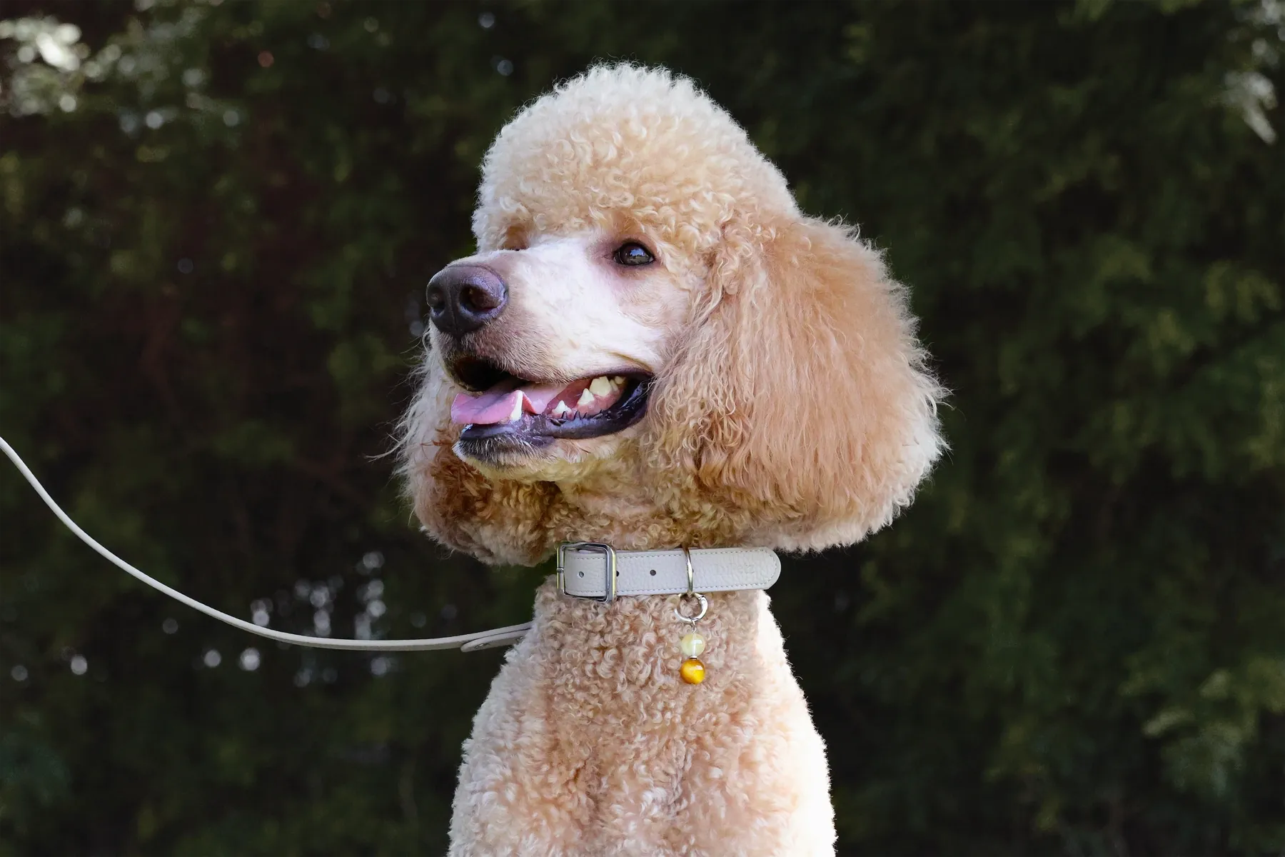 Apricot poodle outdoors in a taupe LuKra collar and leash with a LuStar charm