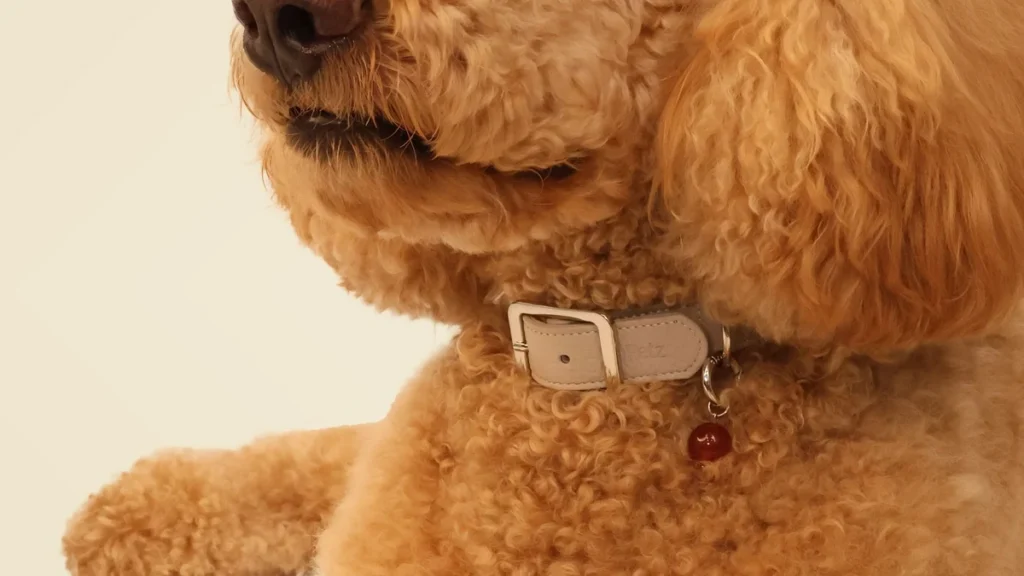 LuKra crystal collar for balancing pet chakras