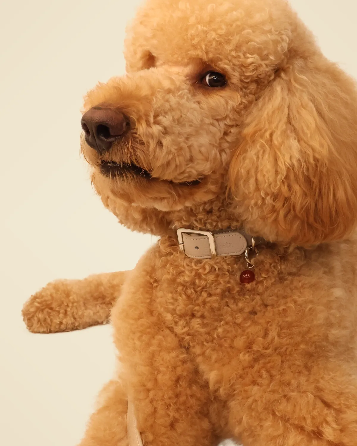 Apricot poodle in a taupe leather LuKra collar with a red agate stone