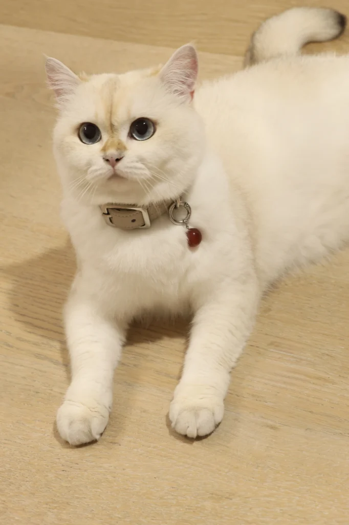 British Shorthair cat wearing LuPetz crystal healing collar