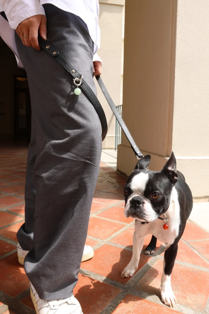 Rescue dog Milo wearing crystal healing dog collar from LuPetz