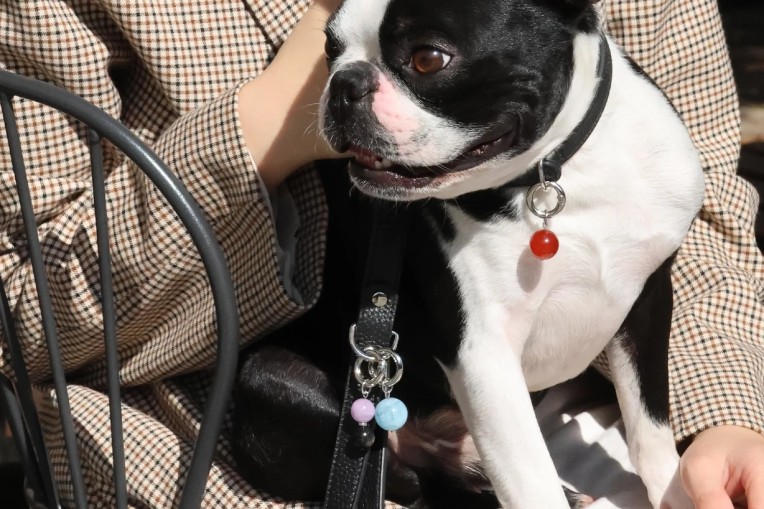 crystal-collar-leash-black-dog-outdoor-close2 crystal-collar-leash-black-dog-outdoor-close2